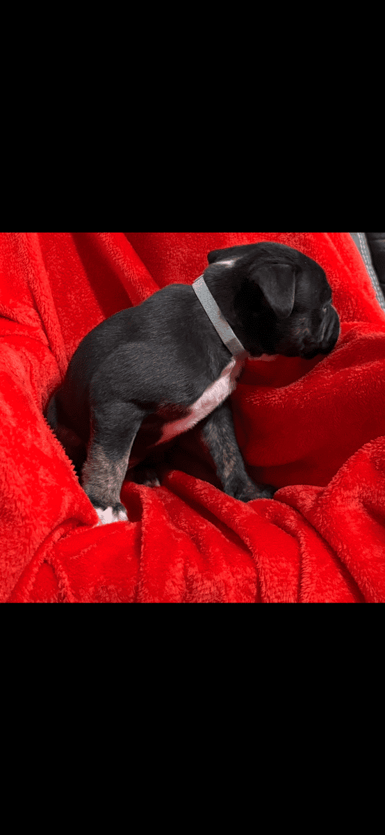 Pups for sale image 5