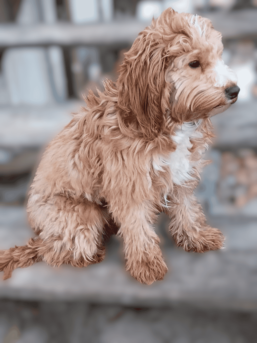Cockapoo/Doodle Mix Puppy- Potty Trained image 3