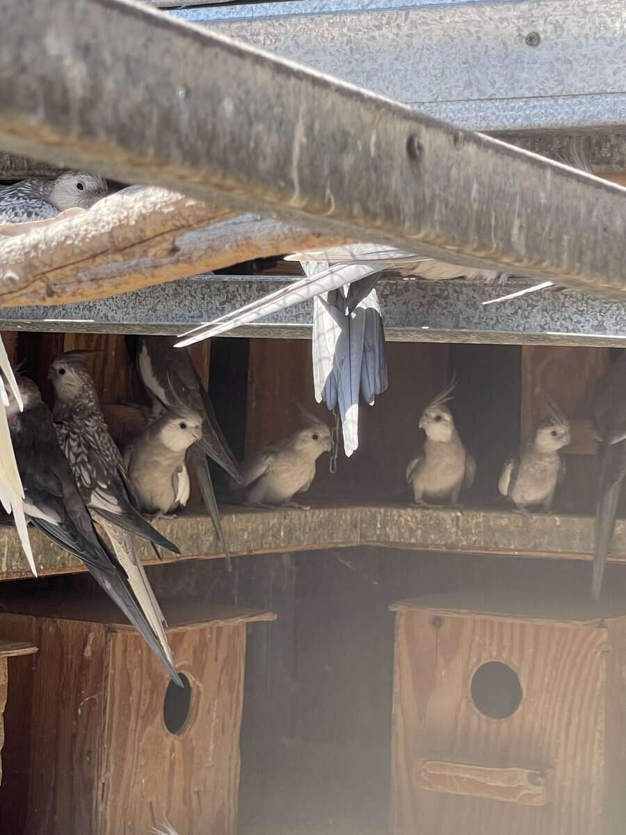 Cockatiel image 3