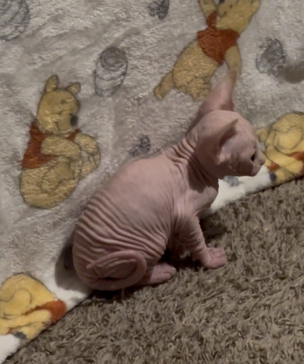 Sphynx kittens (Hairless) image 8