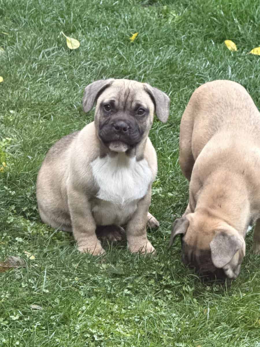 Exotic hybrid bully puppies image 4