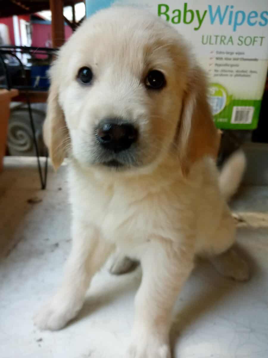 Golden Retriever pups image 2