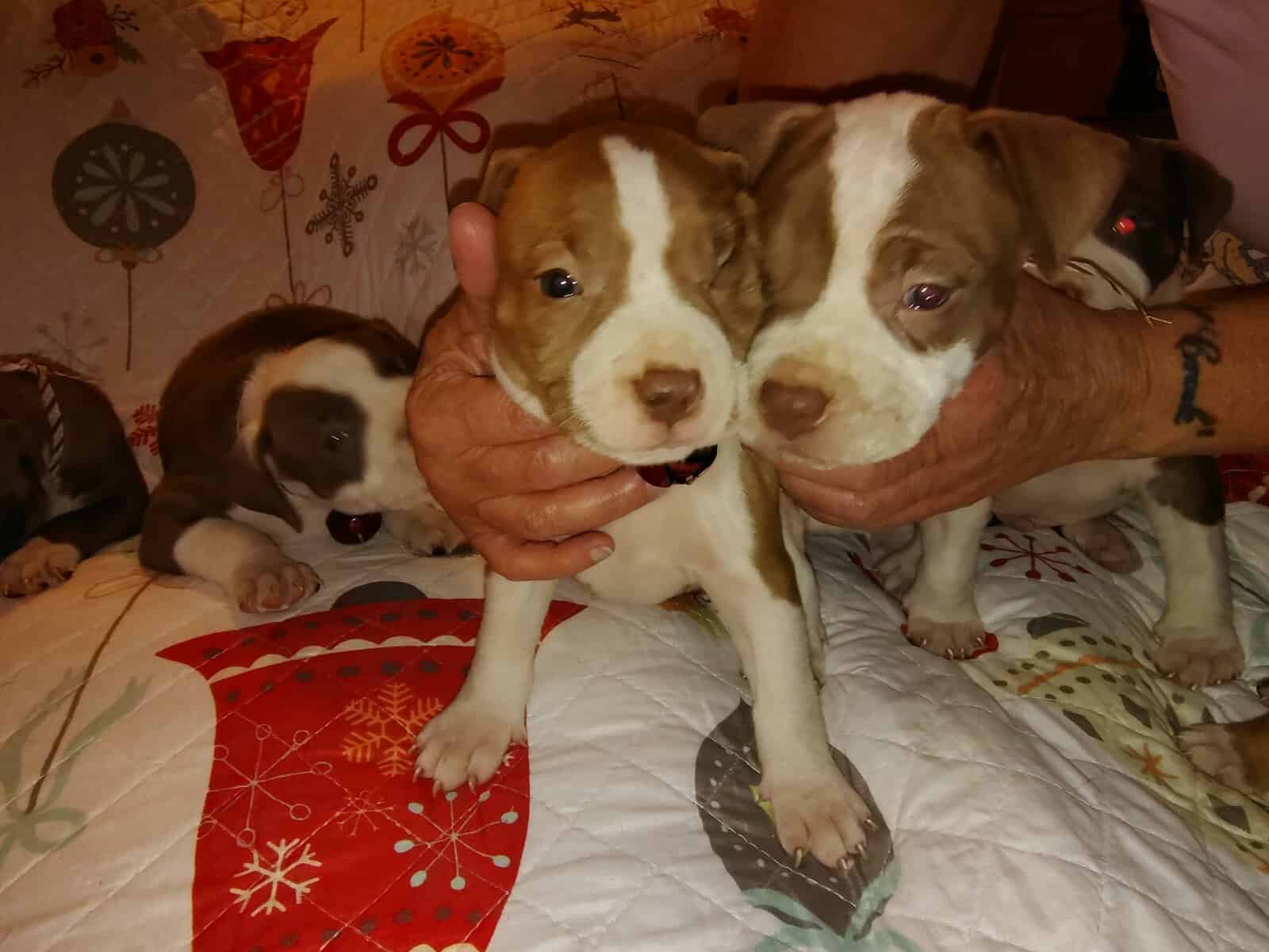 Christmas Pups image 2