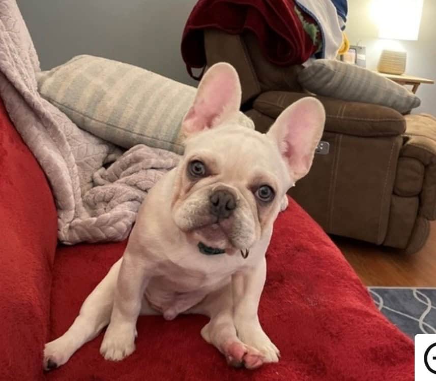 Casper,French Bulldog image 2