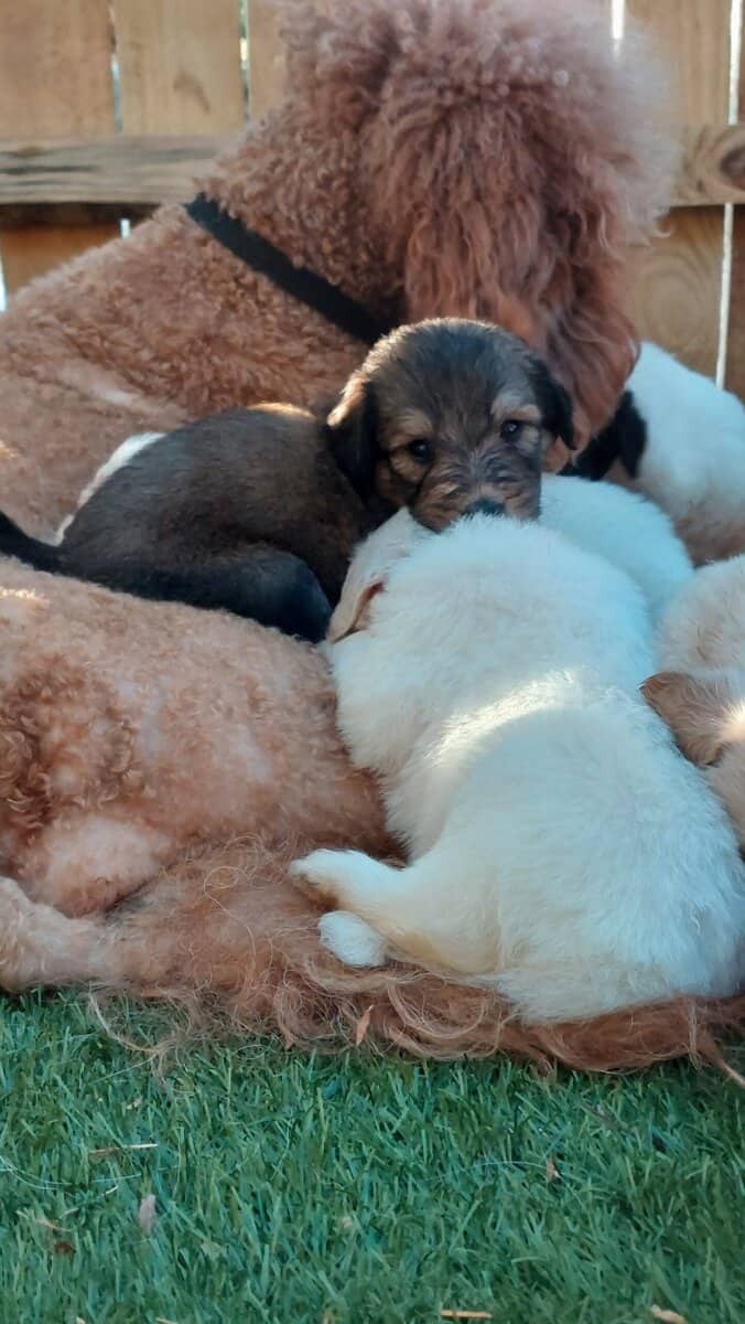 Pyradoodle Puppies image 1