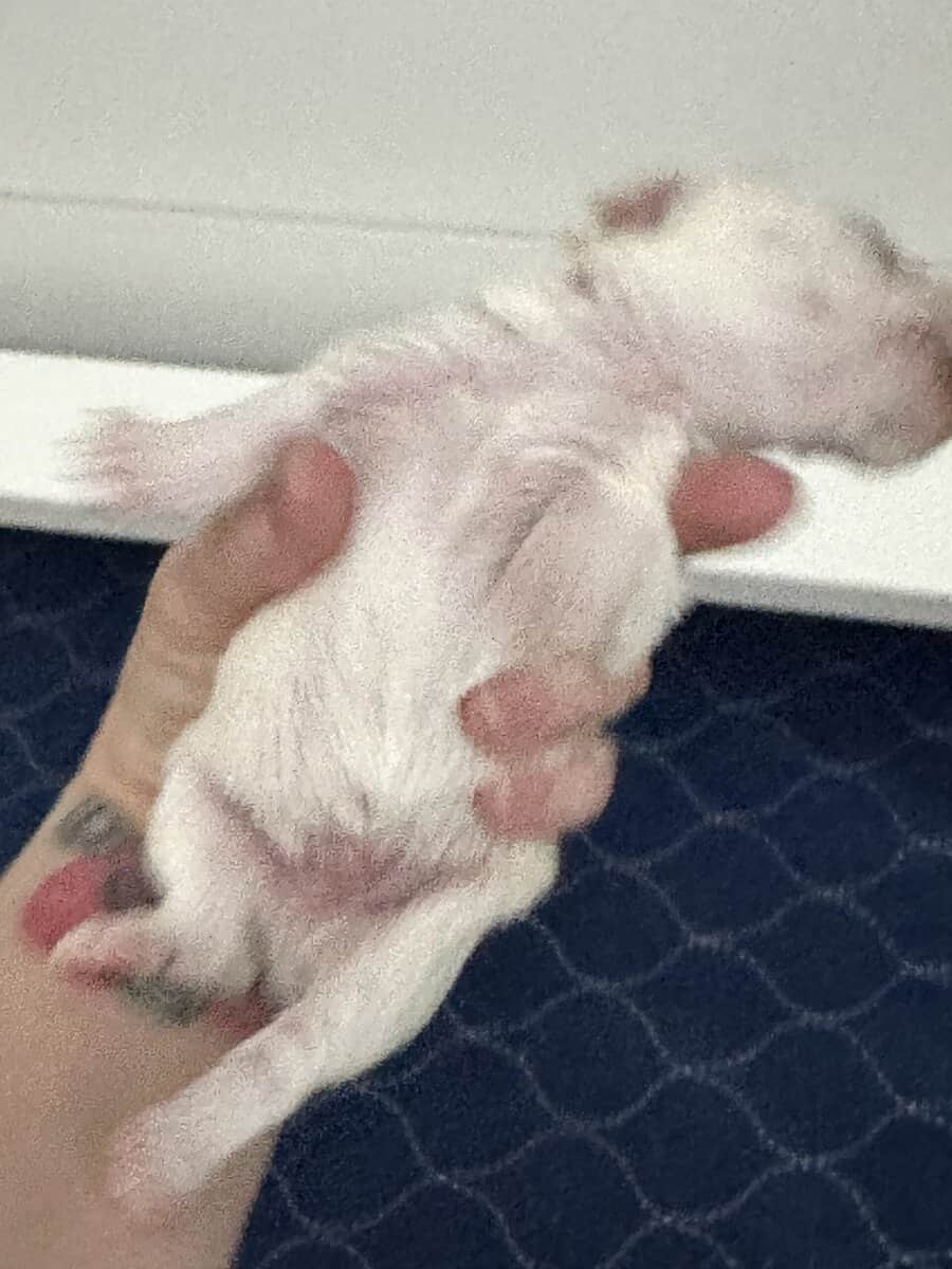 Miniature Schnauzer Puppies image 2