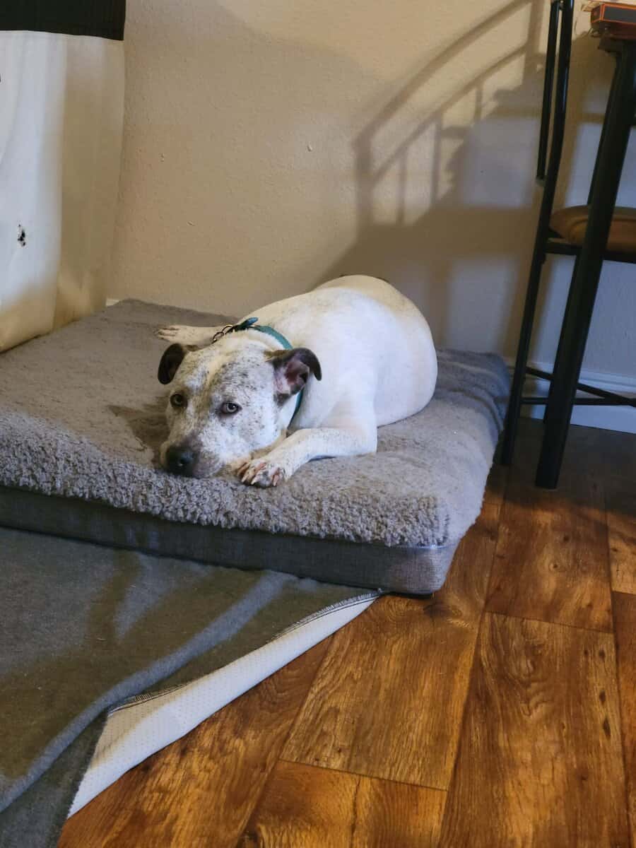 Adult female pitbull mix free to a good home image 4