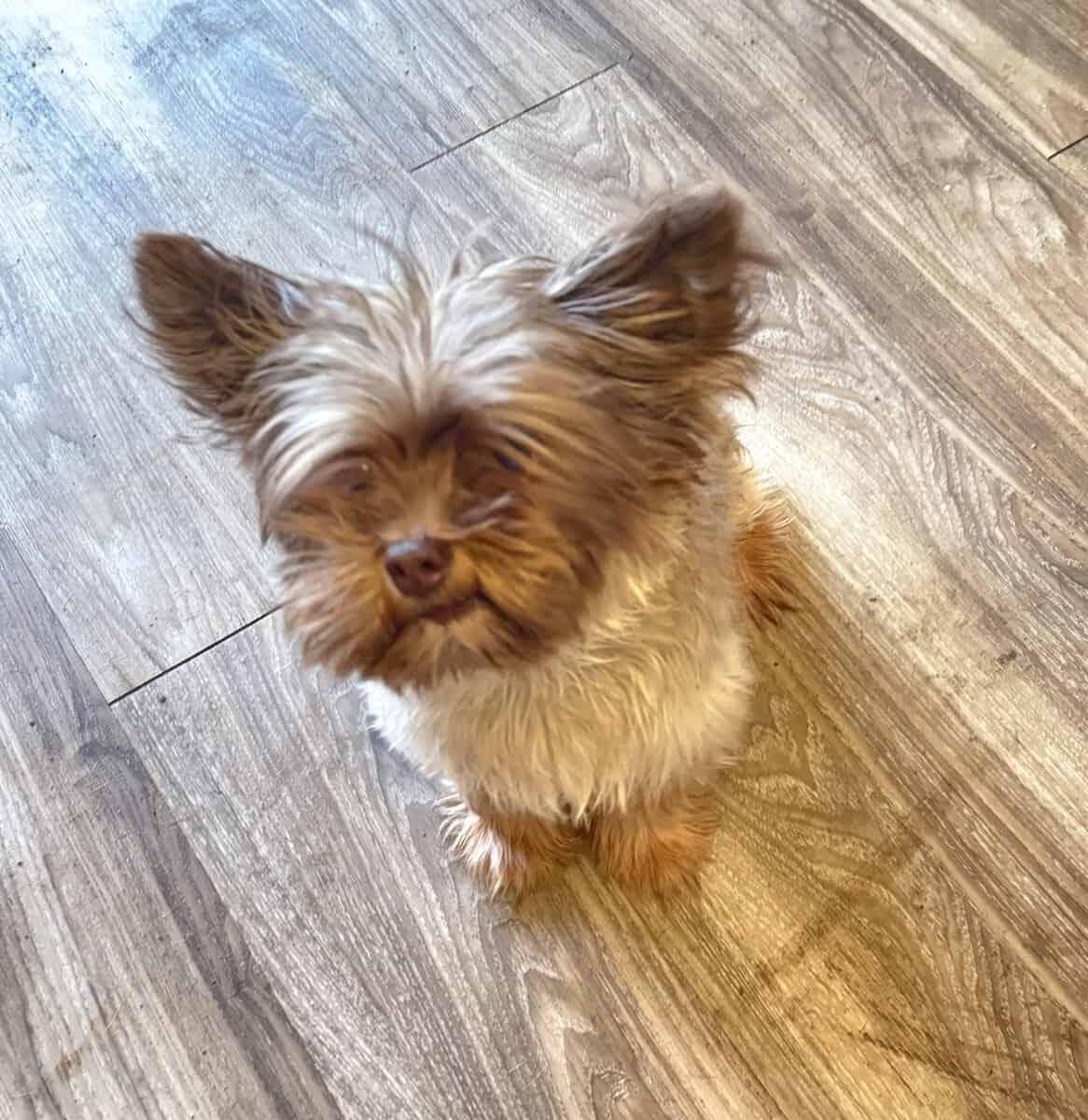 Yorkie image 1