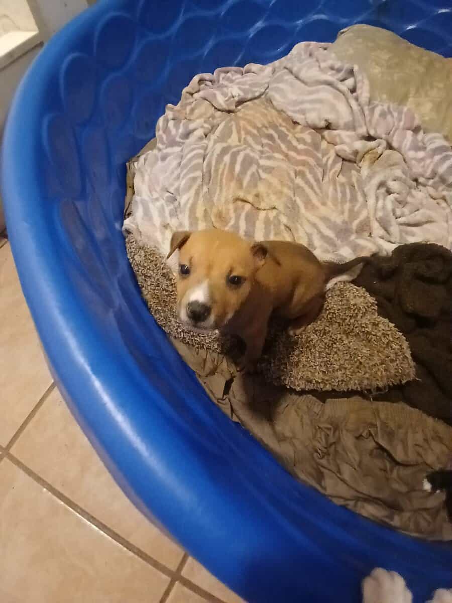Puppies image 8