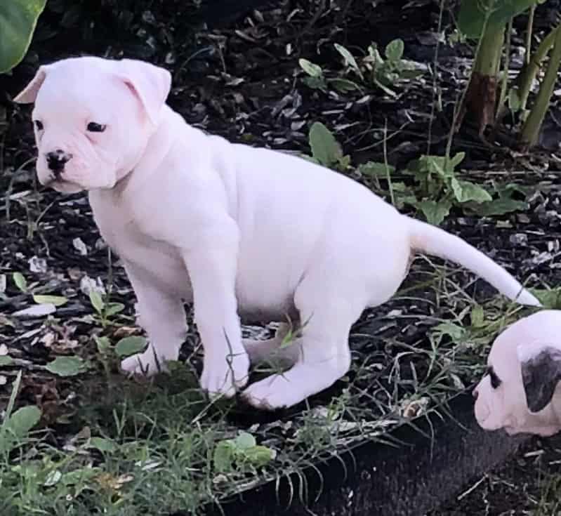 American Bulldog puppies image 3