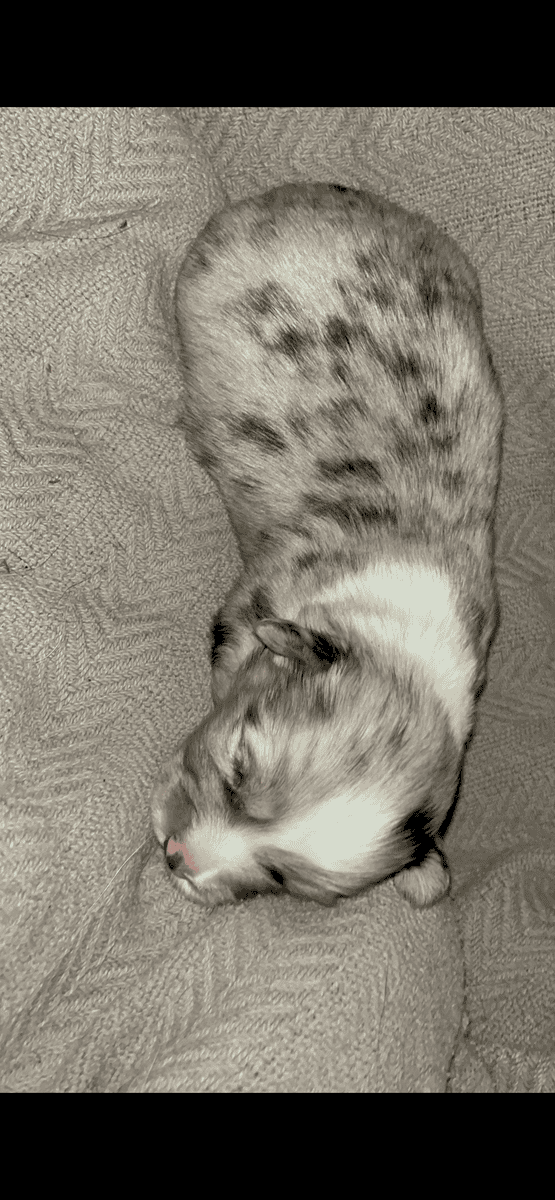 Beautiful Merle corgis and tri corgis for sale image 5