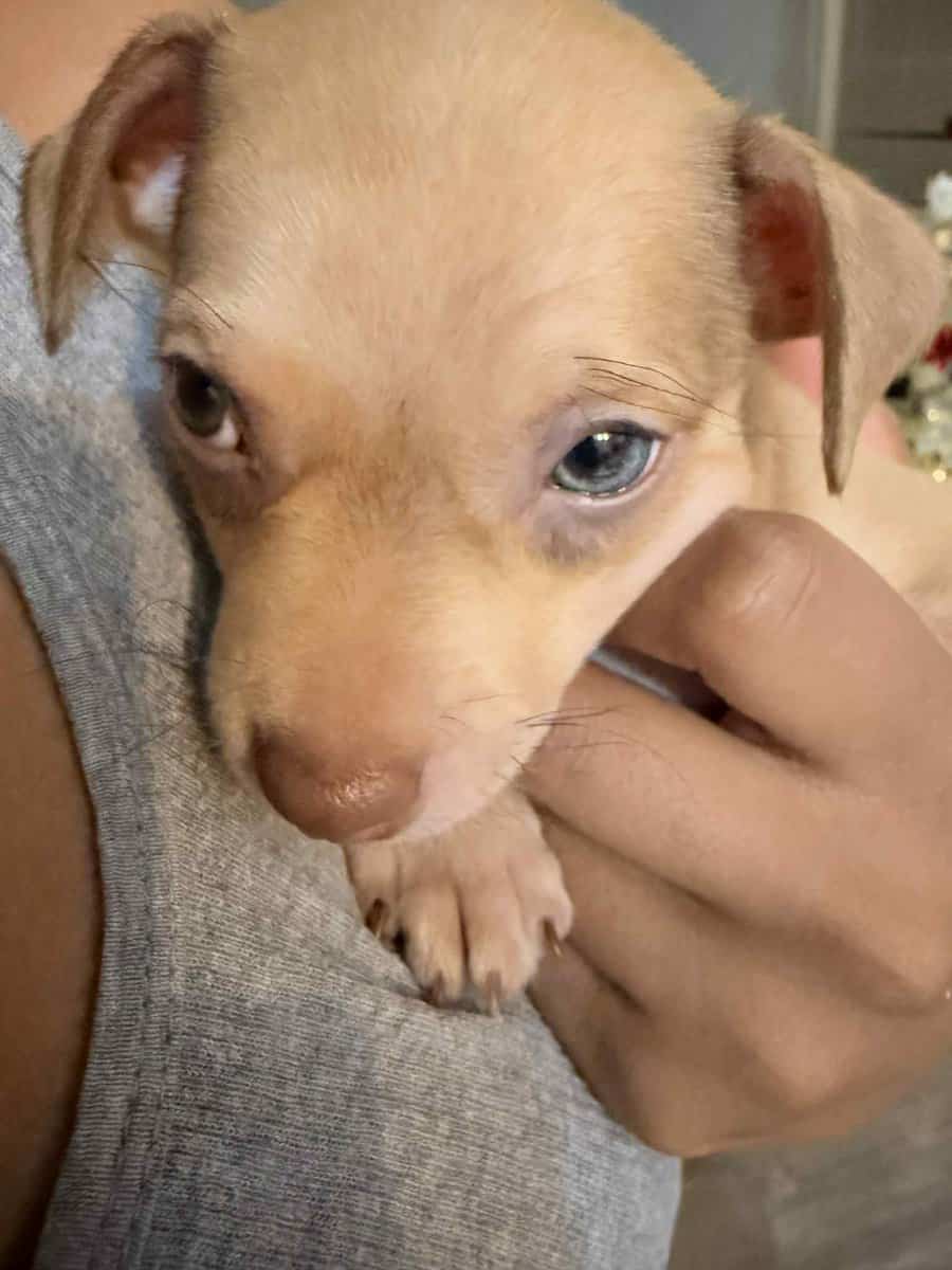 Chihuahua loving pup image 1