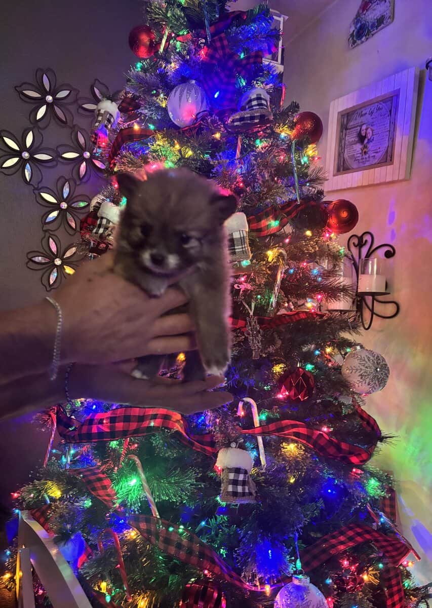 Pomeranian puppies image 2