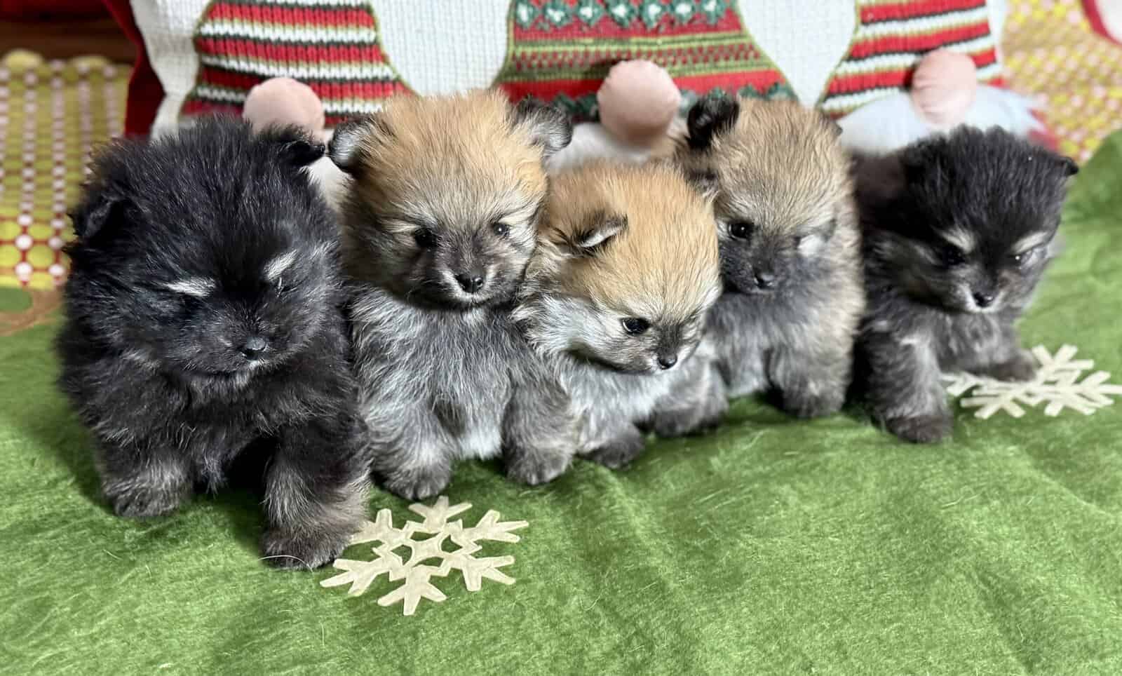 Adorable Pomeranian Puppies image 1