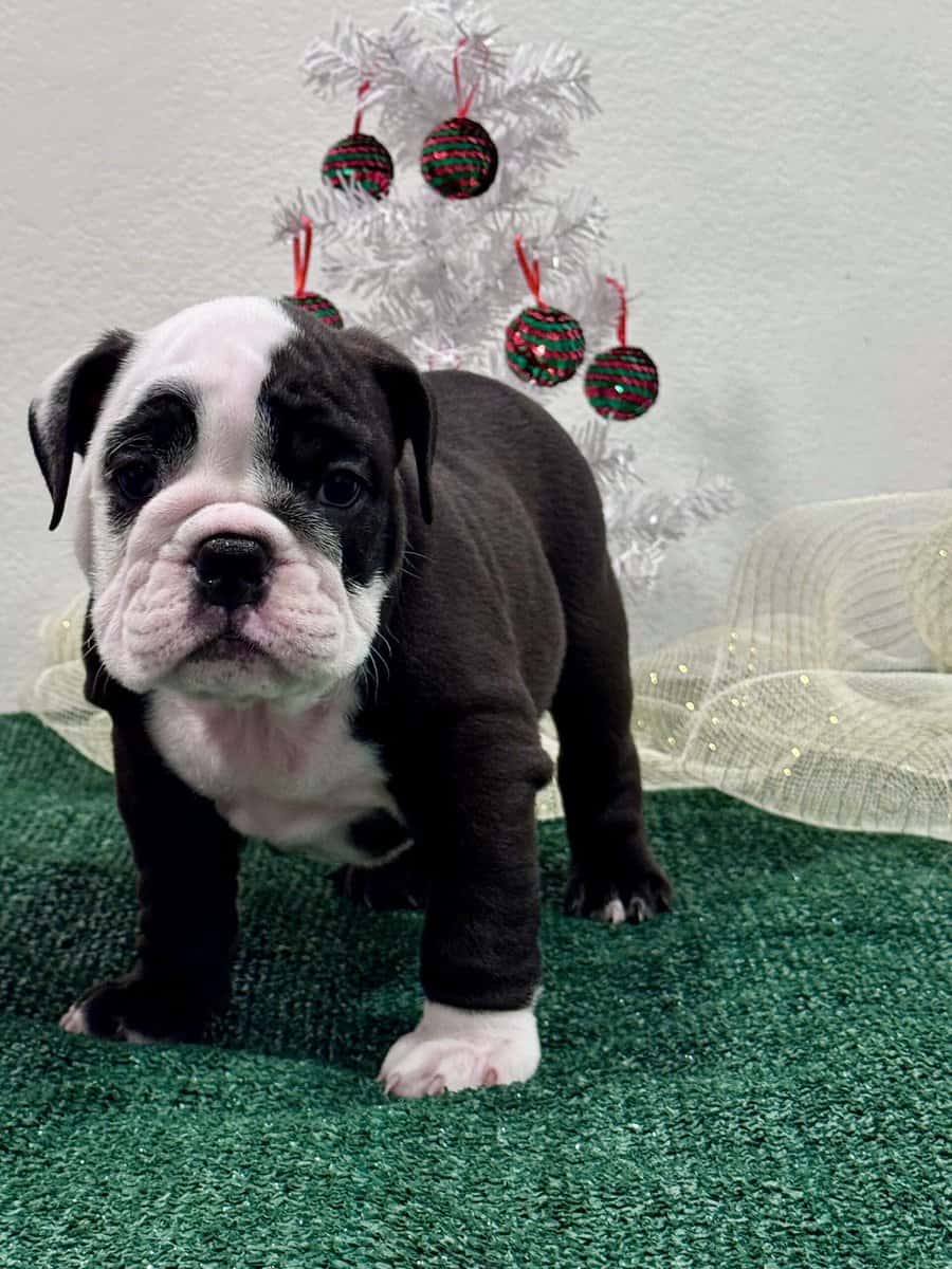 English Bulldog Puppies image 9