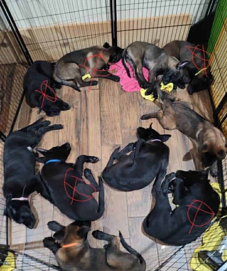 Belgian malinois pups image 21