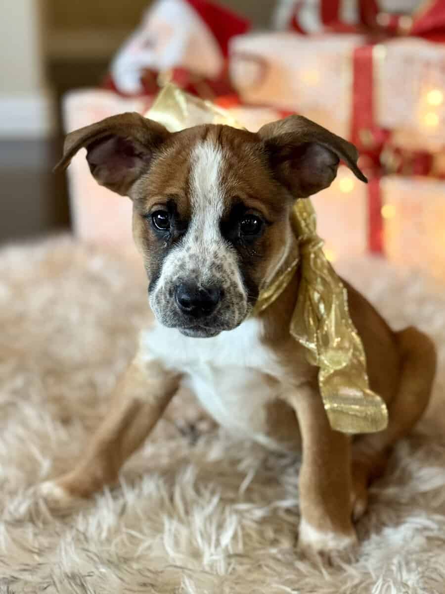 🏡🐶🐾Adorable Pit/Mix Puppies !!🐾🐶 🏡 image 2