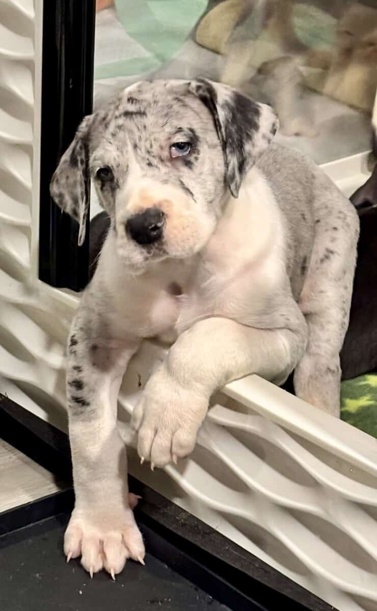 Great Dane puppies image 8