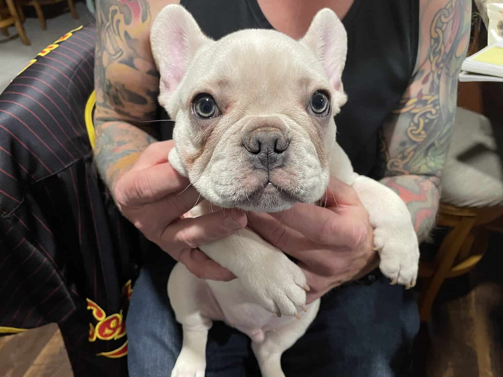 Casper,French Bulldog image 3