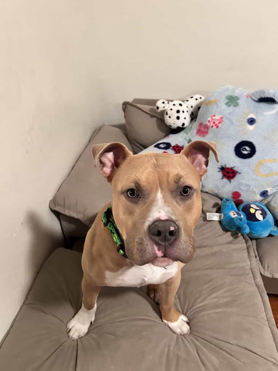 9 Month old Puppy image 2
