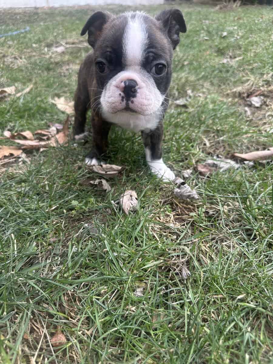 Boston terrier pups image 2