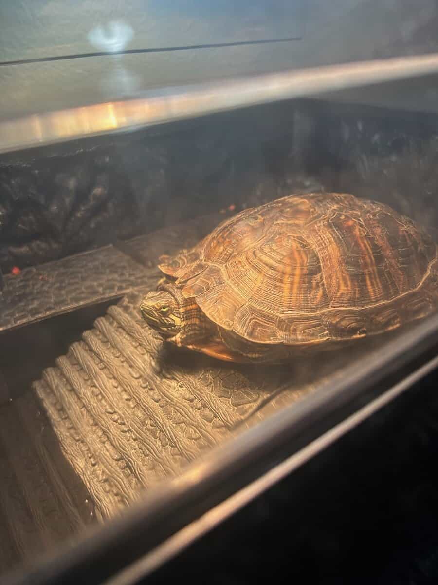 Red Eared Slider Turtle image 1