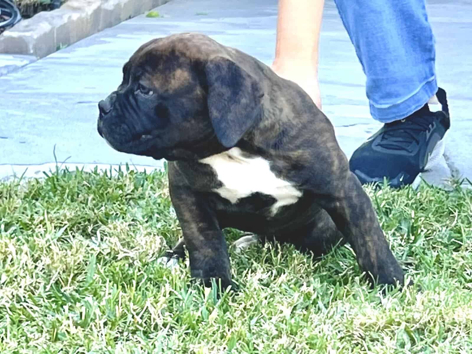 Olde English Bulldog $1500 image 2