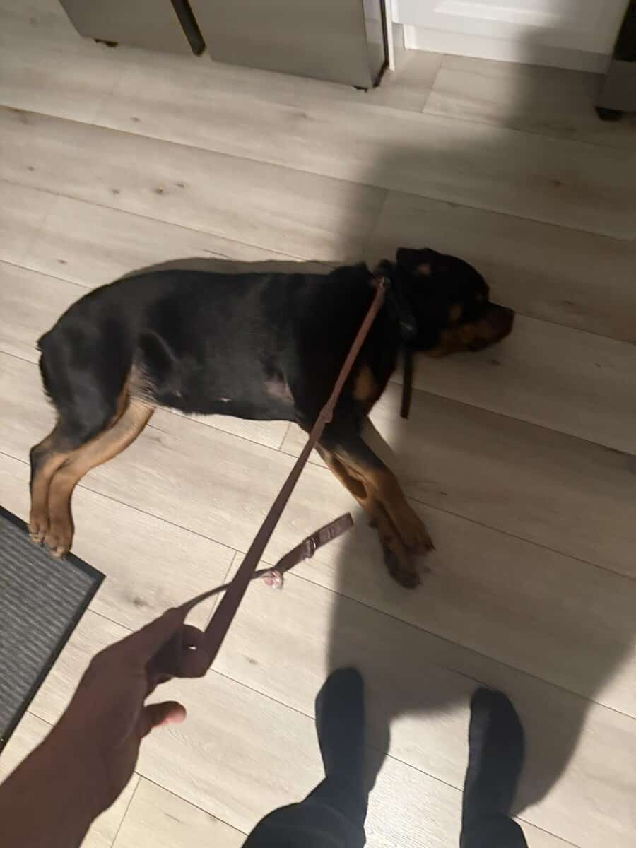 AKC nonspayed Rottweiler image 3