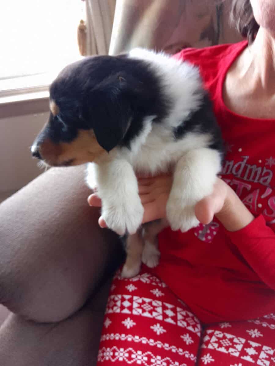 Rough Collie Pups image 3