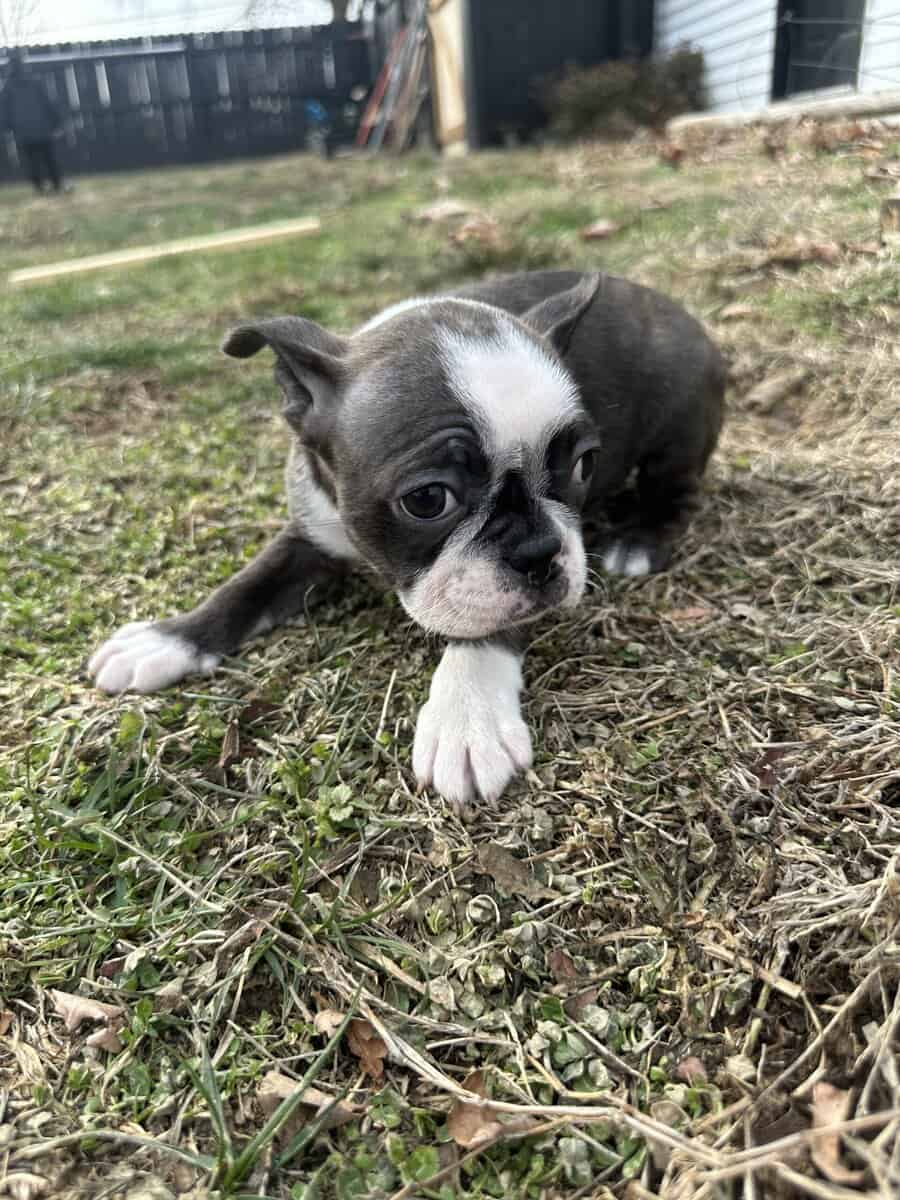 Boston terrier pups image 10