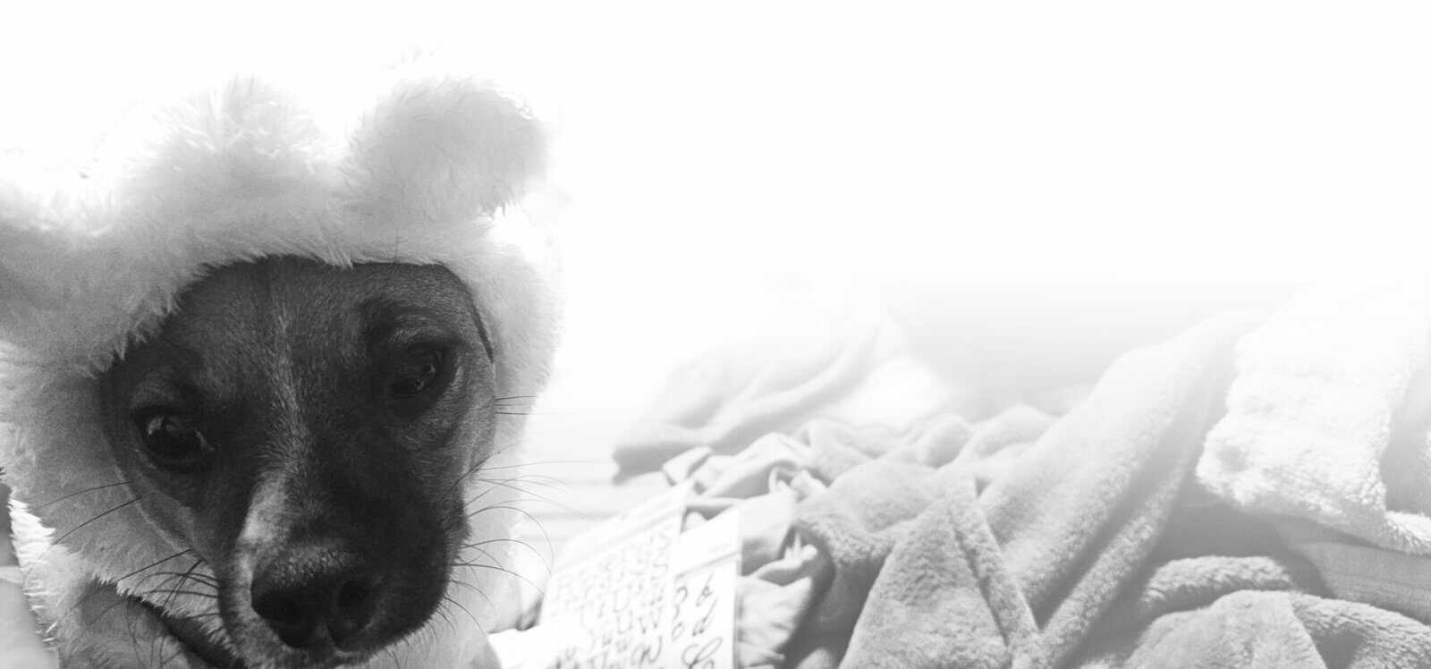 Adorable chiweenie image 2