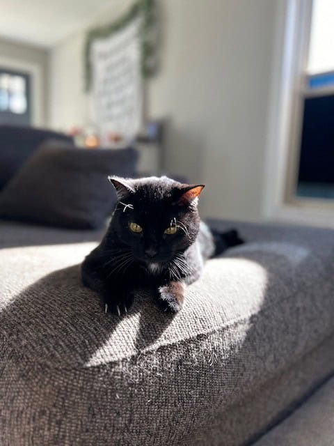 Gentle House Panther Needs His Forever Family image 5