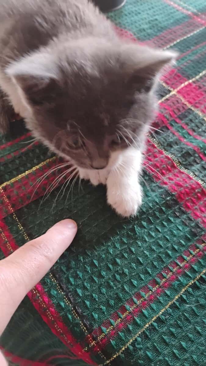 Munchkin British shorthair image 2