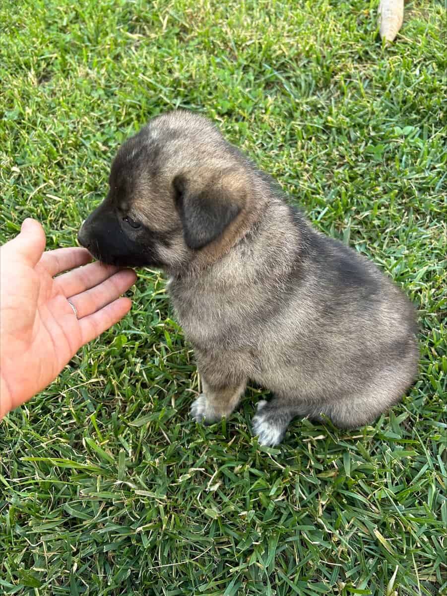 Anatolian and German Shepherd 50-50 mix image 8