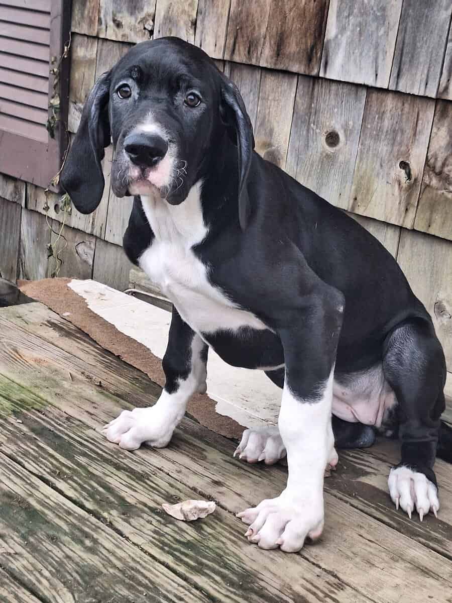 Great Dane puppies for sale image 8
