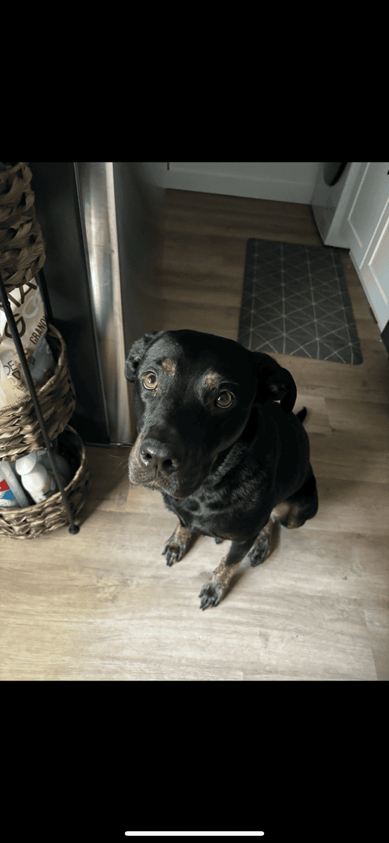 Rehoming Laila image 4