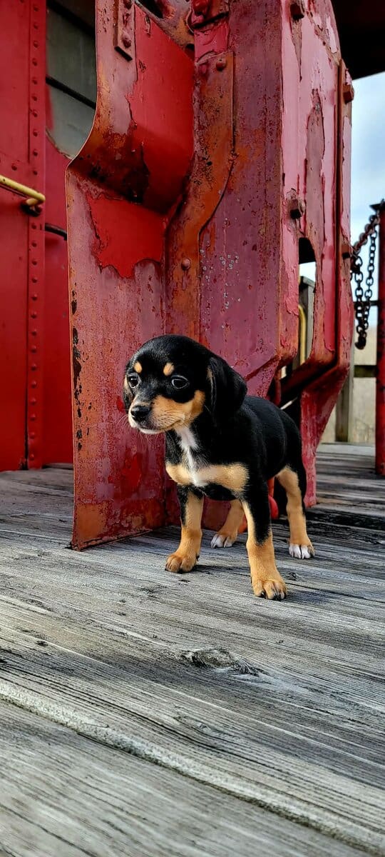 Italian Greyhound/Chihuahua Mix Puppies image 1