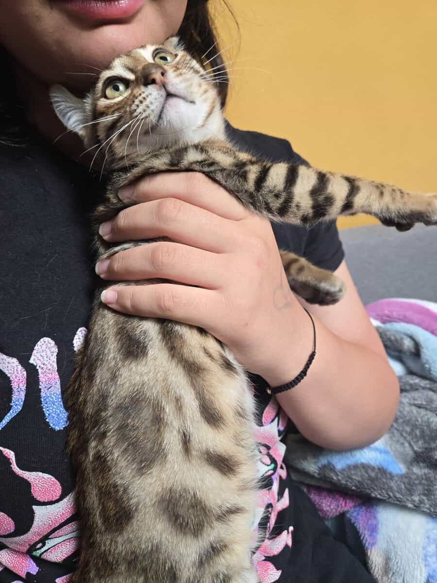 Bengal hyland lynx cat image 4