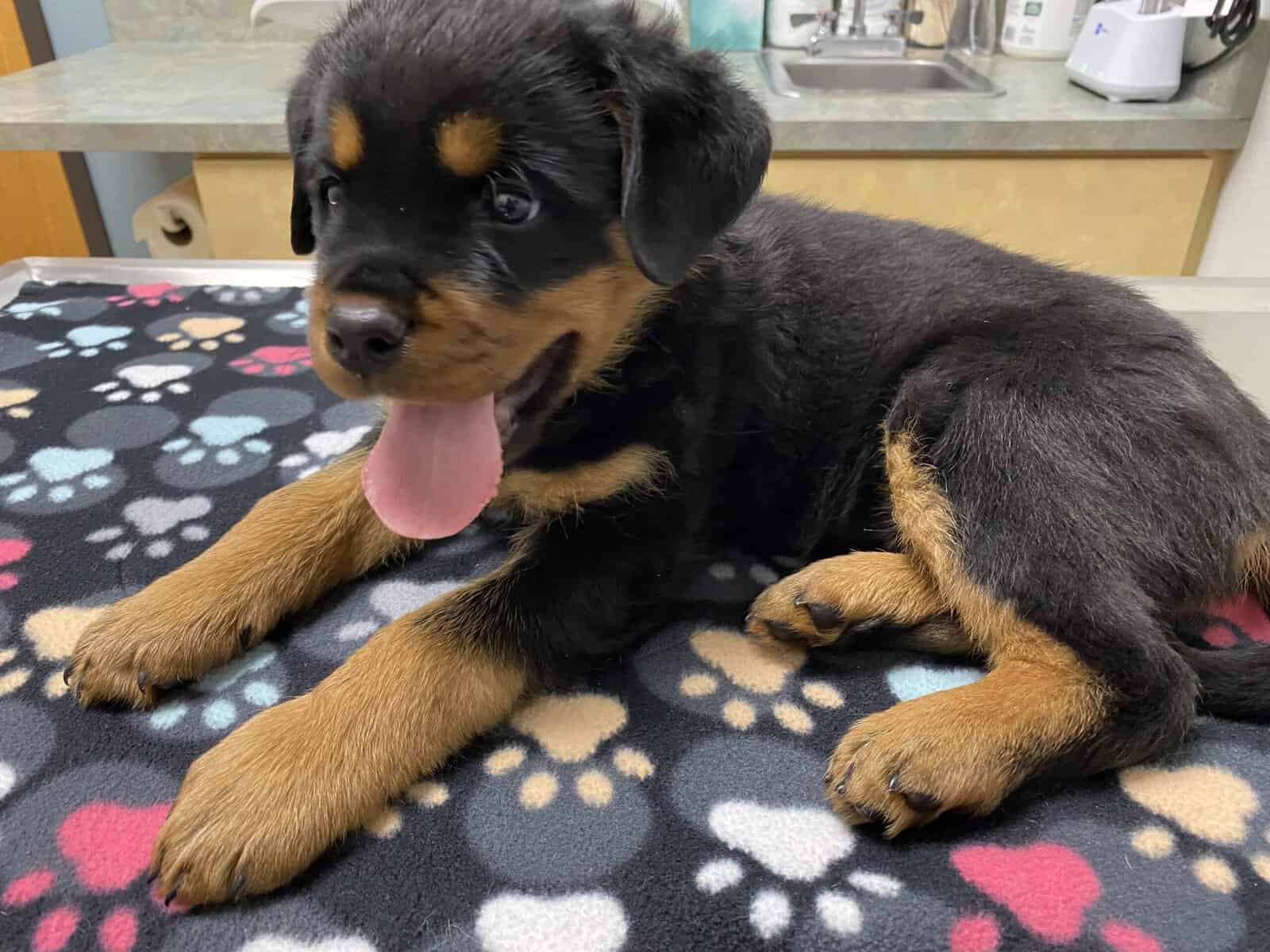 Rottweiler Puppies image 1