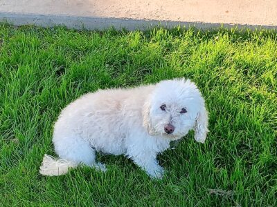 Senior Dog Free to a Good Home