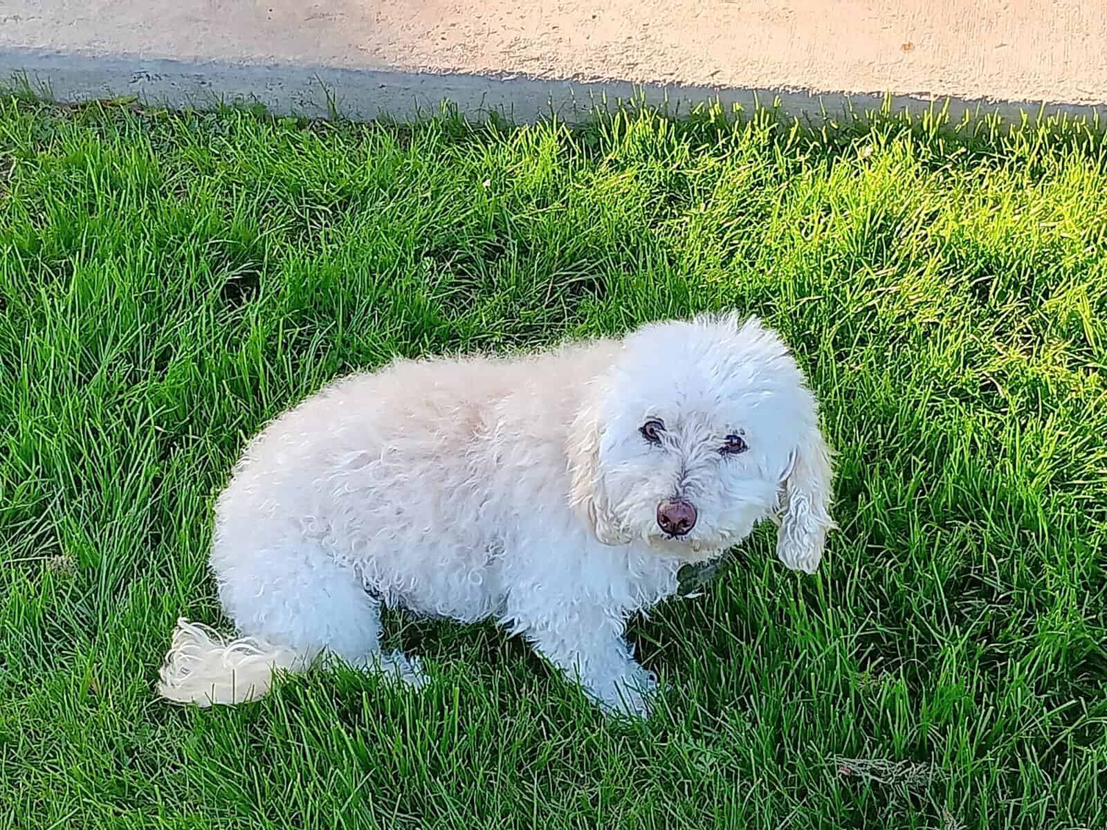Senior Dog Free to a Good Home image 1