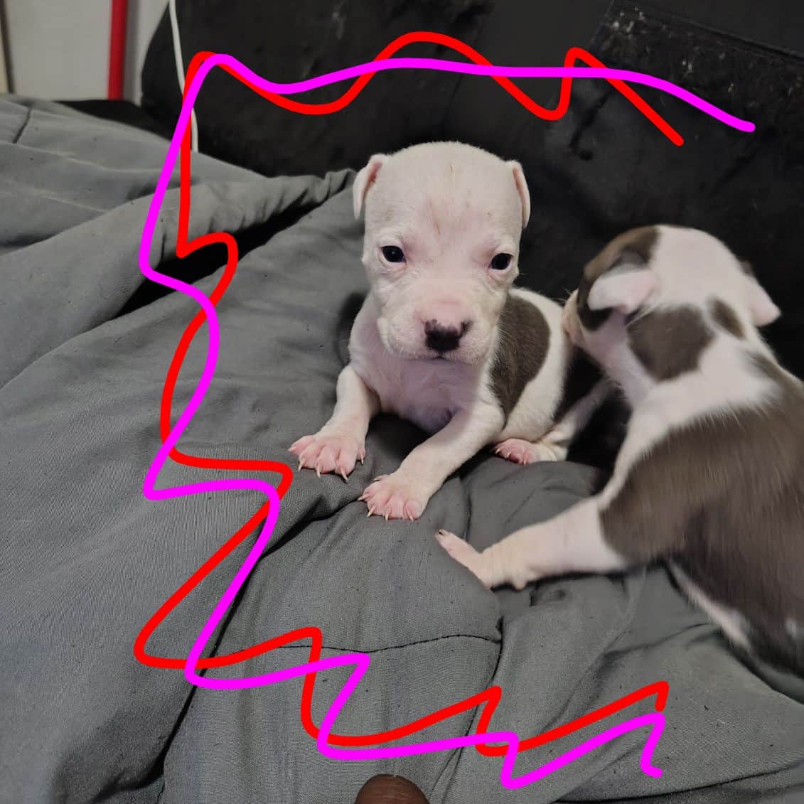 Pitbulls hybrid Staffy puppies image 1
