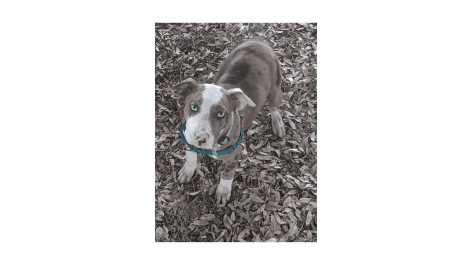 Cocoa - Catahoula Leopard Dog image 1