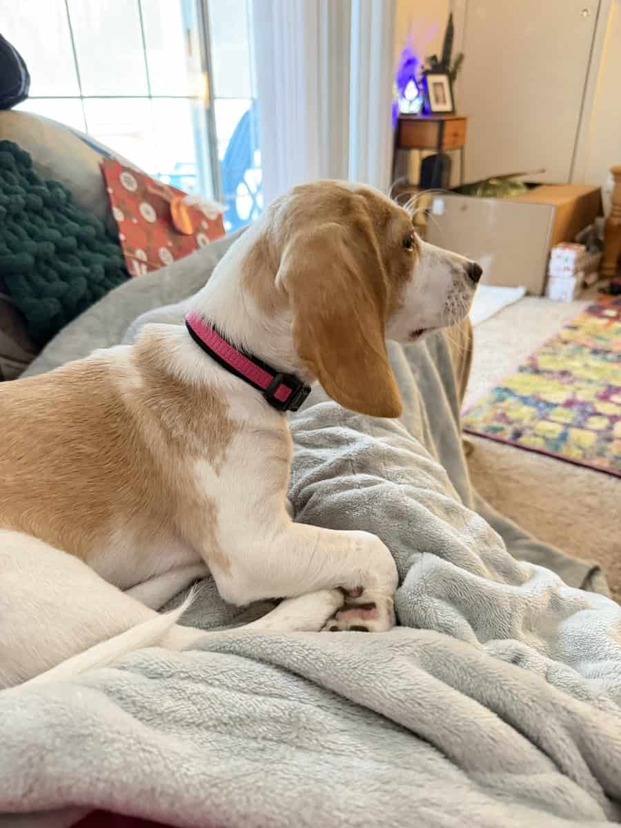 🐶💖 Forever Home Needed! image 4