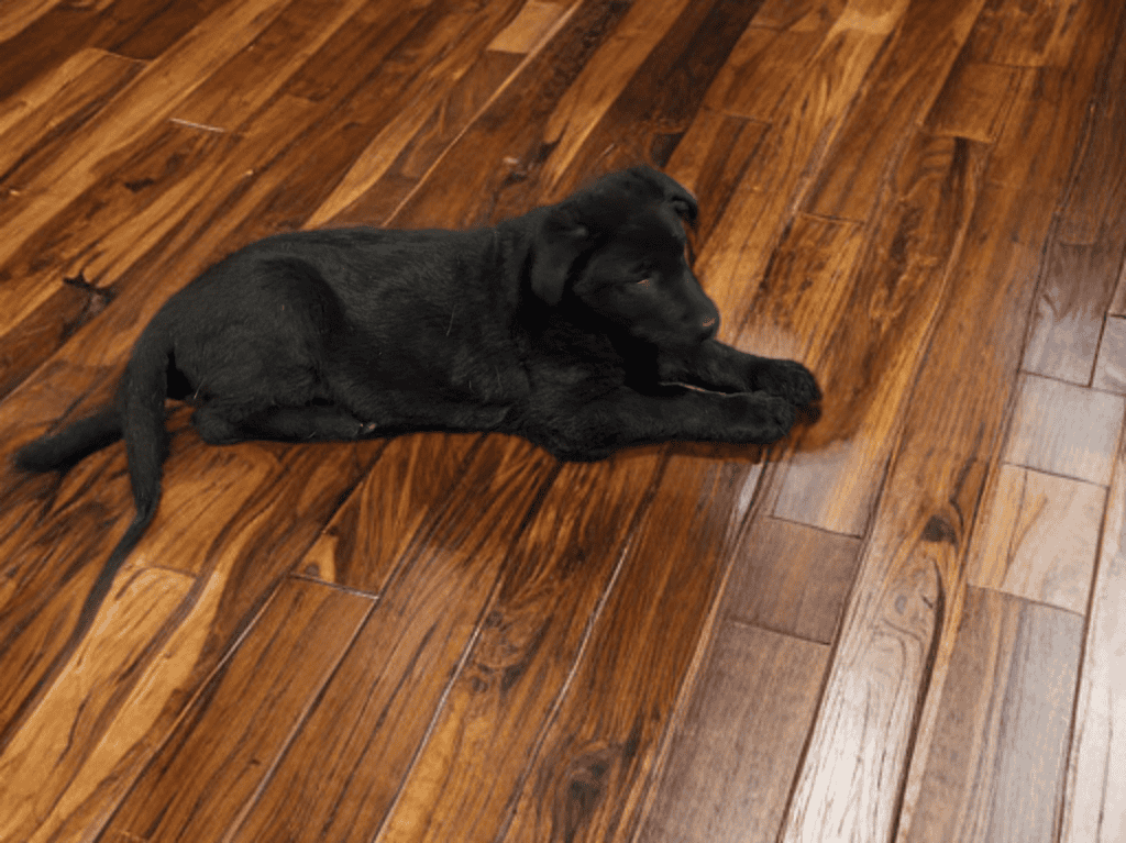AKC German Shepherd Puppies image 3