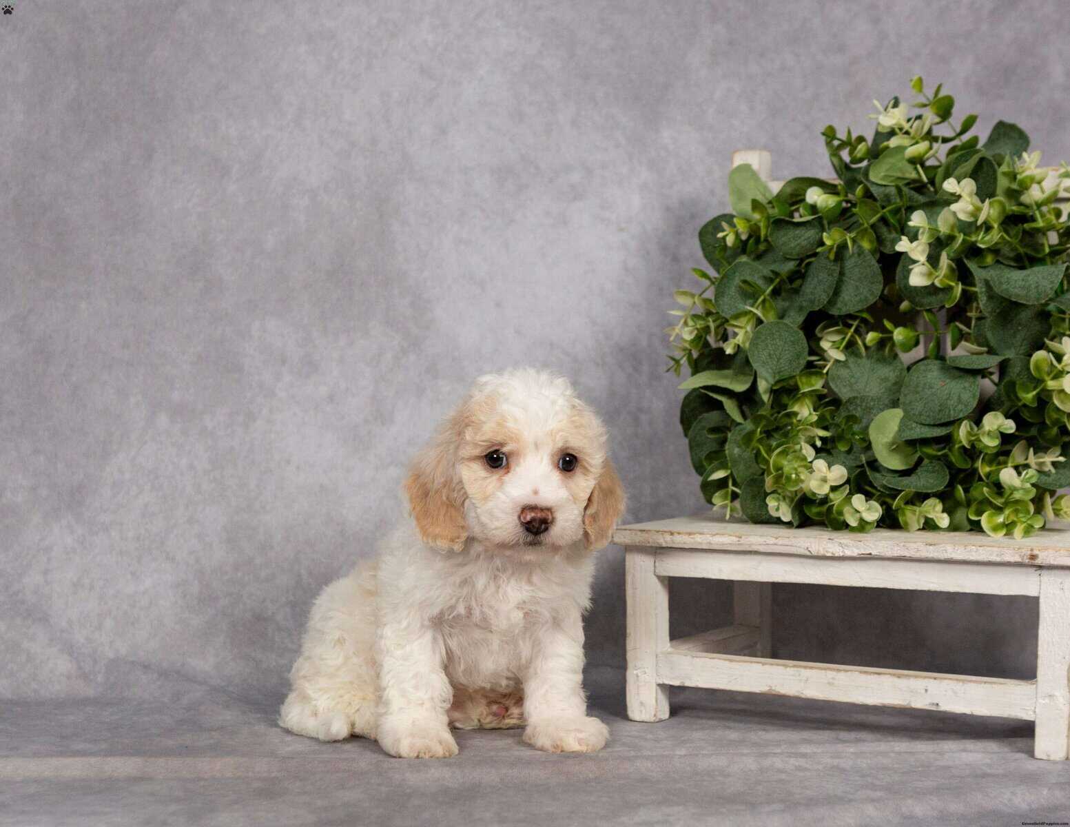 Rehoming puppy image 2