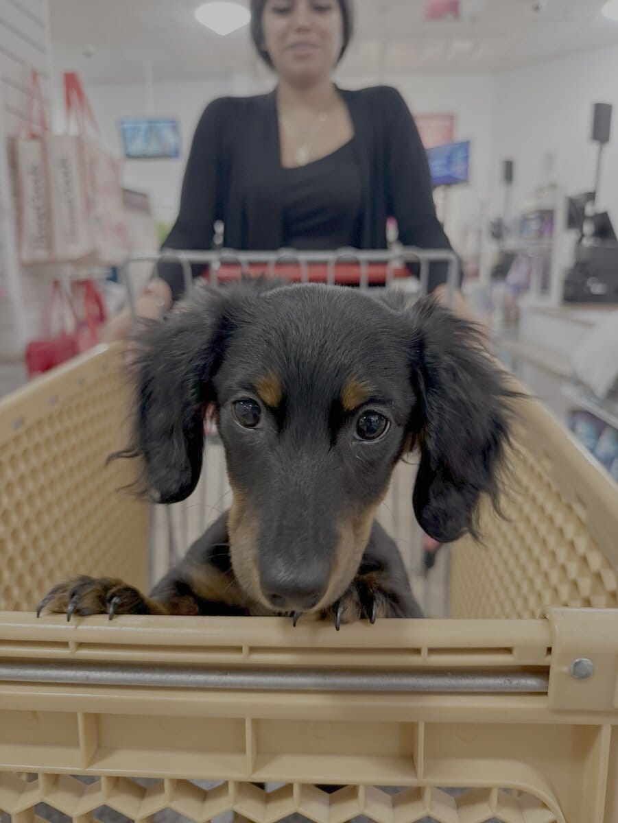 Coco Chanel image 6
