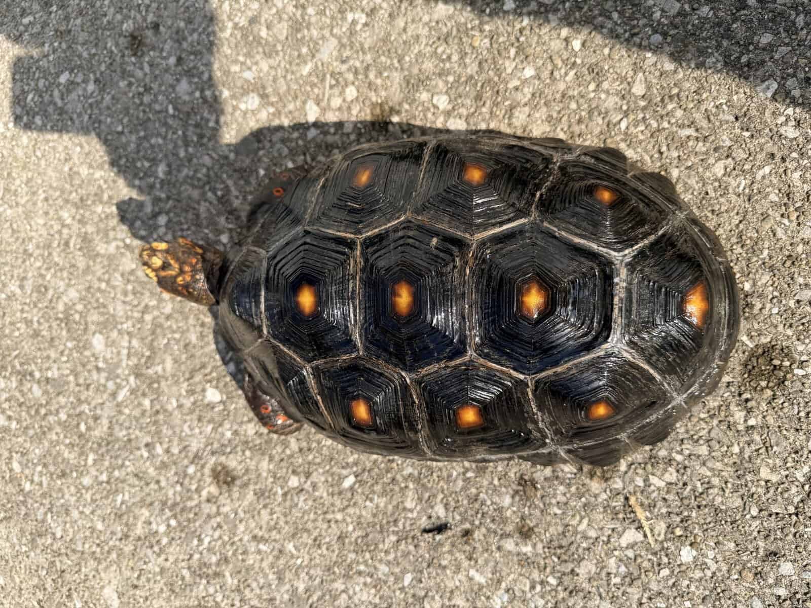Cherry Head Tortoises image 5