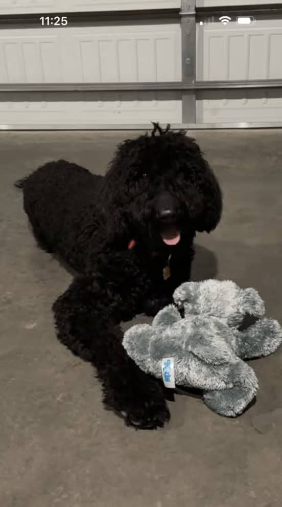 Golden doodle image 1