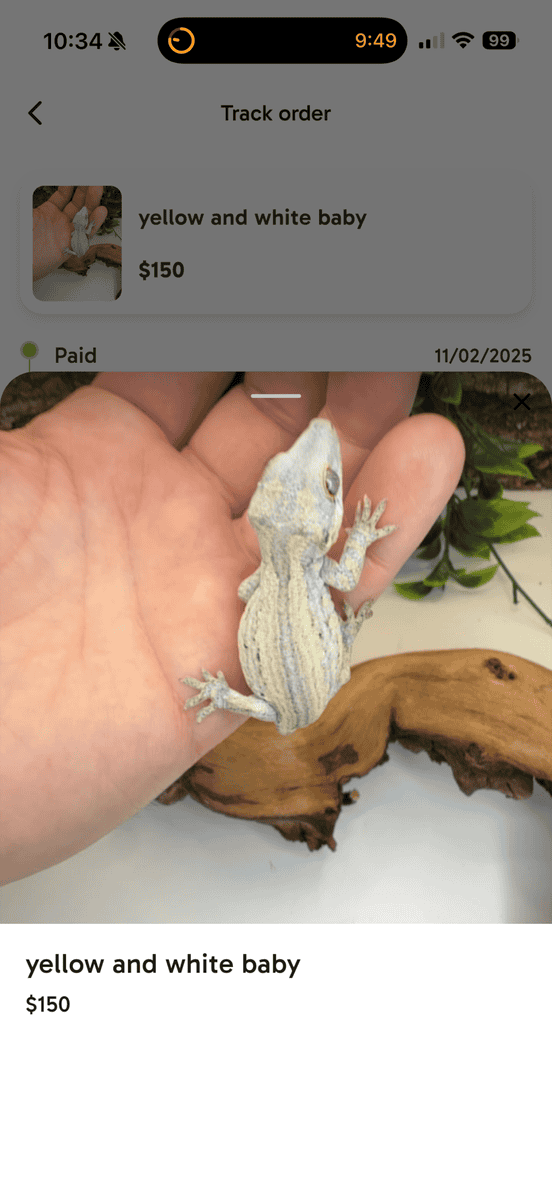 Yellow and White Baby Gargoyle image 1